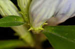 Showy gentian